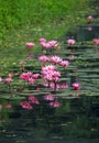 Pink water lilies in pond Royalty Free Stock Photo