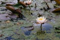 Pink water lilies in summer pond. Blooming lotus with big leaves. Summer nature concept. Swamp land nature.