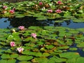 Pink water lilies and their leaves