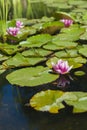 Pink water lilies on water. White and pink flowers with green leaves floating in the lake. Royalty Free Stock Photo