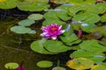 Pink water liliy or lotus flower in a garden pond. Royalty Free Stock Photo