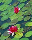 Pink Water Lillies Royalty Free Stock Photo