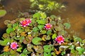 Pink Water lillies Botanical Garden, Padua, Italy Royalty Free Stock Photo