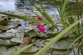 Pink water lillies flower on pond Royalty Free Stock Photo