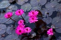 Pink water lillies in a natural pond in Trinidad and Tobago Royalty Free Stock Photo