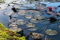 Pink water lillies in a natural pond in Trinidad and Tobago Royalty Free Stock Photo