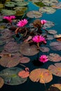 Pink water lillies in a natural pond in Trinidad and Tobago Royalty Free Stock Photo