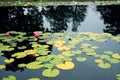 Pink water lillies Nymphaea pubescens in a pond Royalty Free Stock Photo