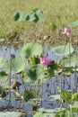 Pink Water Lillies, Yellow River, Australia Royalty Free Stock Photo