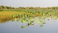 Pink Water Lillies, Yellow River, Australia Royalty Free Stock Photo