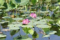 Pink Water Lillies, Yellow River, Australia Royalty Free Stock Photo