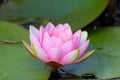 Pink Water Lilly Royalty Free Stock Photo