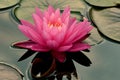 Pink Water Lilly Royalty Free Stock Photo