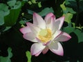 Pink water lilly Royalty Free Stock Photo