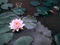 Pink water lilly blossom in pond with green leaves. Wild nature. Royalty Free Stock Photo