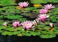 Pink water lilly blossoms in a pond Royalty Free Stock Photo