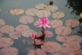 Pink Water Lilly Royalty Free Stock Photo