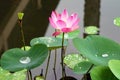 Pink water lilly flower