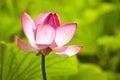 Pink water lilly flower Royalty Free Stock Photo