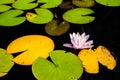 Pink water lilly with green and yellow leafs Royalty Free Stock Photo