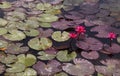 Pink water lilly with leaves Royalty Free Stock Photo