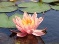 Pink water lilly in pond Royalty Free Stock Photo