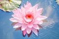 Pink Water Lilly in pond Royalty Free Stock Photo