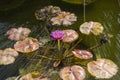 Pink water lilly at the pond Royalty Free Stock Photo