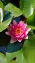 Pink water Lilly on the water at the botanical garden Royalty Free Stock Photo