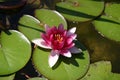 Pink water lily Royalty Free Stock Photo