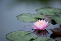Pink Water Lily 2 Royalty Free Stock Photo