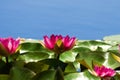 Pink Water Lily Royalty Free Stock Photo