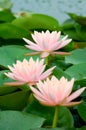 Pink water lily Royalty Free Stock Photo