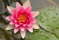 Pink water lily flower Royalty Free Stock Photo
