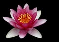 Pink water lily black background