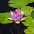 Pink Water lily bloom blossoms Royalty Free Stock Photo