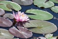 Pink Water Lily Bloom Royalty Free Stock Photo