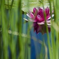 Pink Water lily bloom reflecting off the surface of the water glimpsed through the reeds Royalty Free Stock Photo