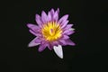 Pink water lily blooming on a black background Royalty Free Stock Photo
