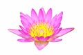 Pink water lily blooming isolated on white background. Royalty Free Stock Photo