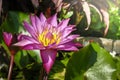 Pink water lily blooming in the lake Royalty Free Stock Photo