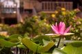 Pink water lily is blooming with many lotus leaf in pound and blurred temple background, horizontal side view. Royalty Free Stock Photo