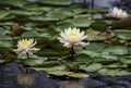 Pink Water Lily blooming in a pond rising above floating lily pads Royalty Free Stock Photo