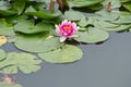 Pink Water Lily Blossom