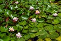 Pink Water Lily Blossoms Between Green Leaves Floating On Calm Water Royalty Free Stock Photo