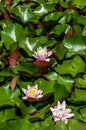 Pink Water Lily Blossoms Between Green Leaves Floating On Calm Water Royalty Free Stock Photo