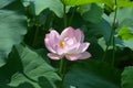 pink water lily blossoms in the middle of green leaves Royalty Free Stock Photo