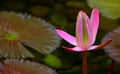 Pink water lily bud in pond Royalty Free Stock Photo