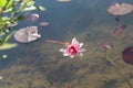 Pink water lily in clear pond with lily pads Royalty Free Stock Photo