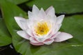 Pink water lily close up Royalty Free Stock Photo